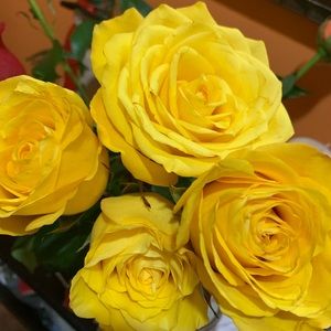 Meet your Posher, Freiliana